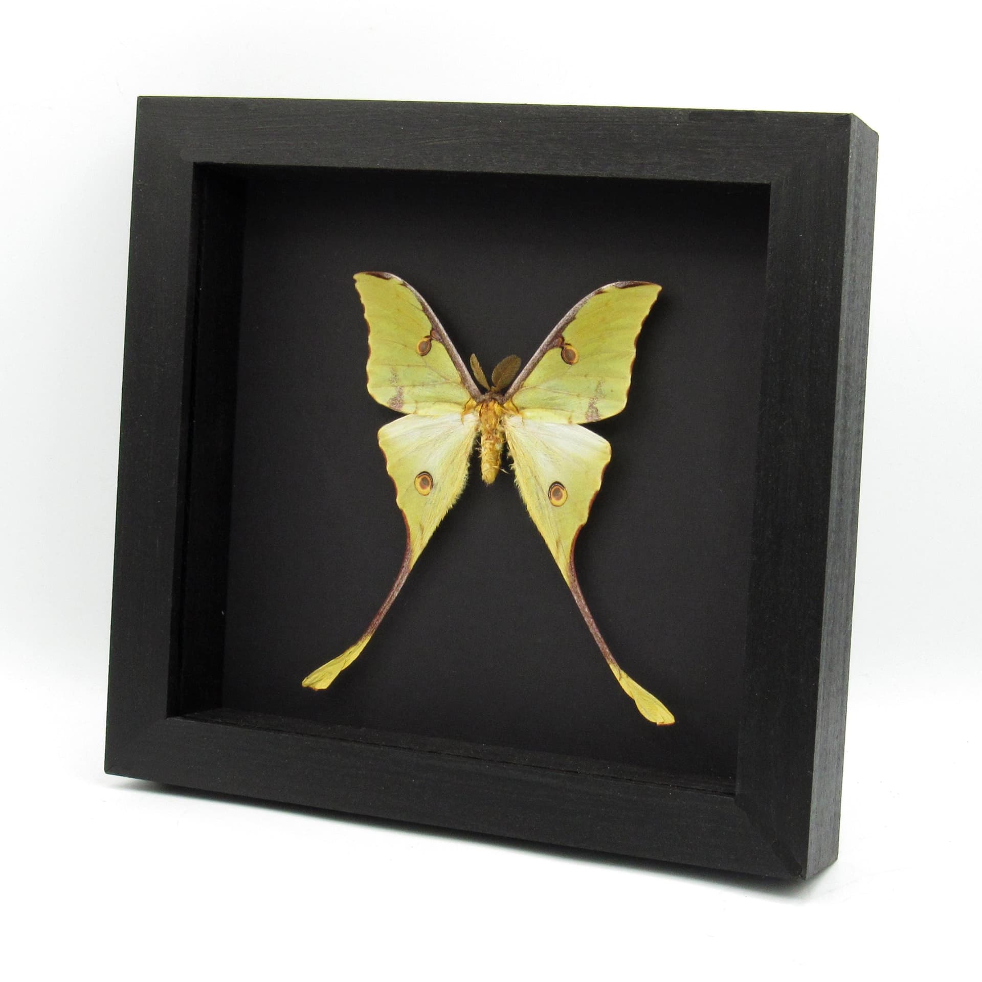 Real African Moon Moth framed taxidermy - Argema mimosae