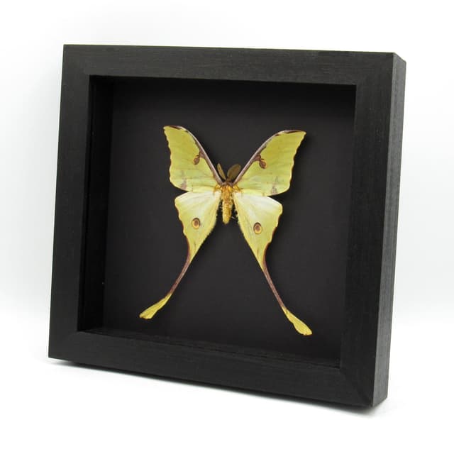 Real African Moon Moth framed taxidermy - Argema mimosae