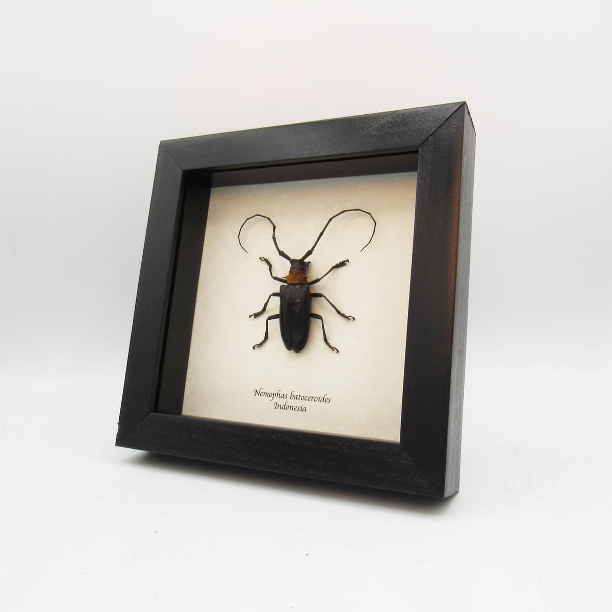 Real Longhorn beetle framed taxidermy - Nemophas batoceroides (female)