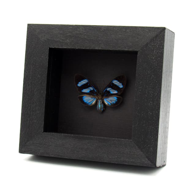 Real metallic blue framed moth taxidermy - Agyrtidia uranophila