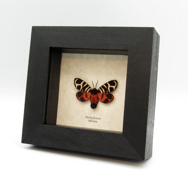 Real tiger moth framed taxidermy - Arctia festiva - large female