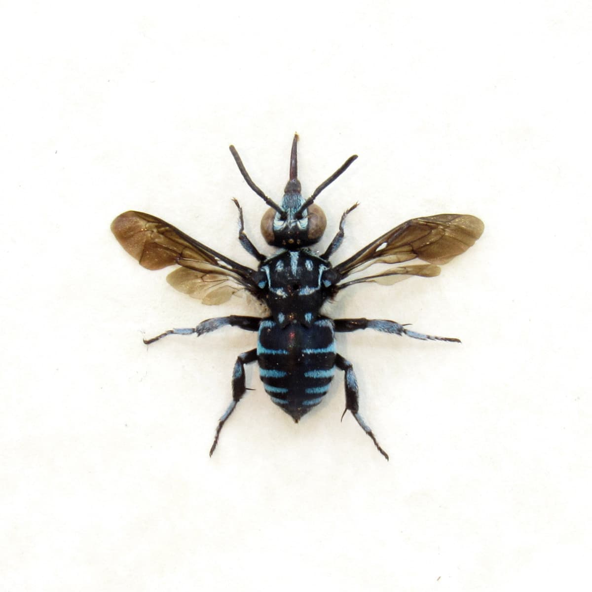 Real tiny blue bee framed taxidermy - Apidae species