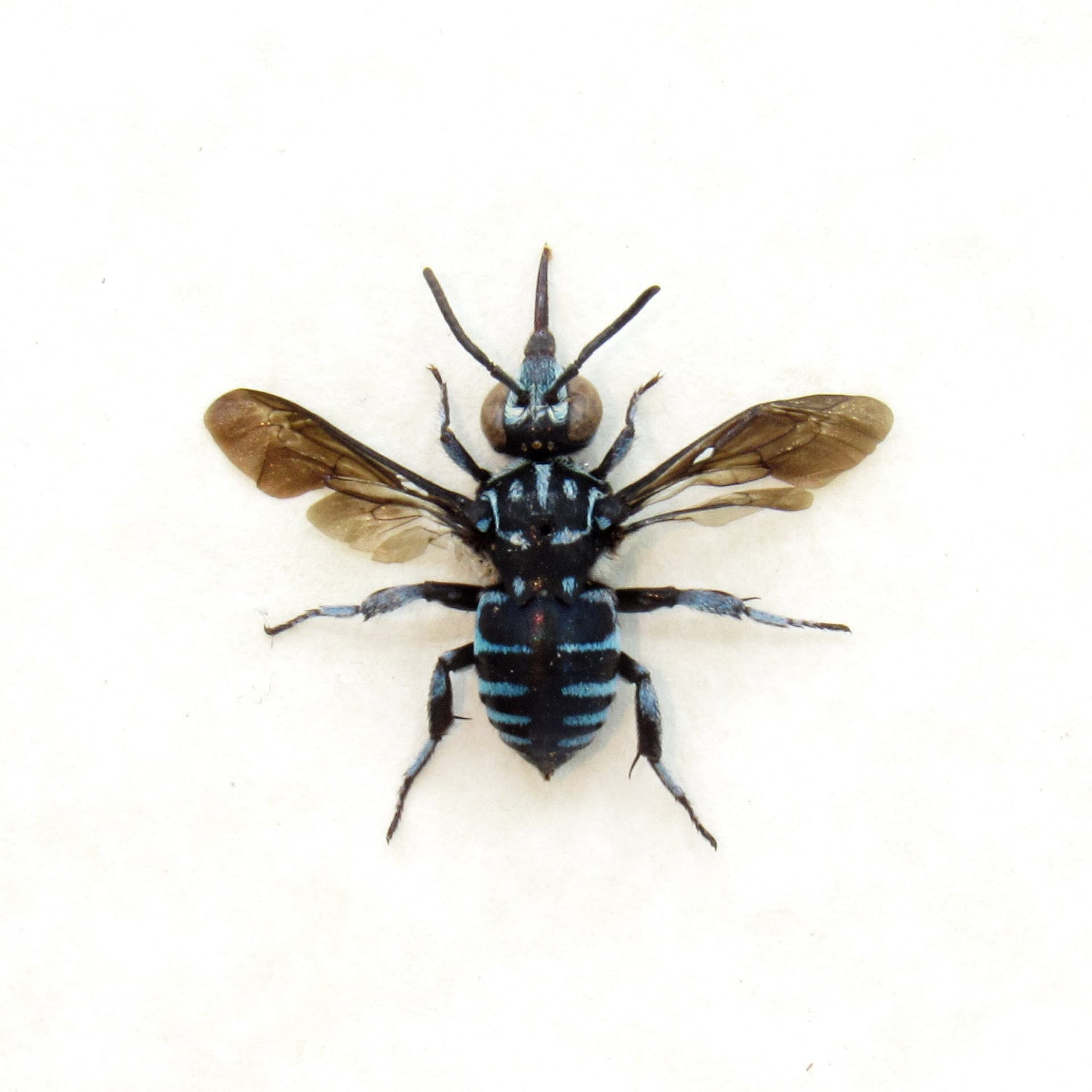 Real tiny blue bee framed taxidermy - Apidae species