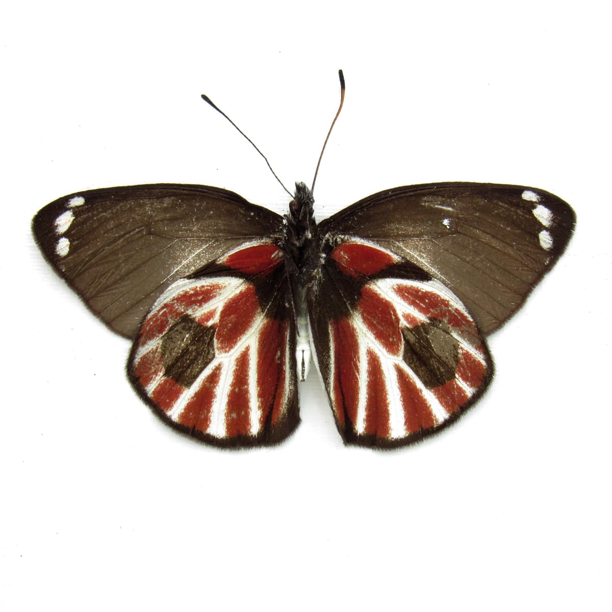 Rare Zebra Delias butterfly framed taxidermy - Delias nais zebra - Victorian mount - minor damage