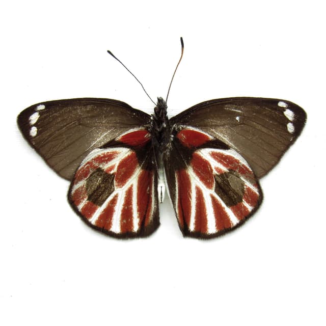 Rare Zebra Delias butterfly framed taxidermy - Delias nais zebra - Victorian mount - minor damage