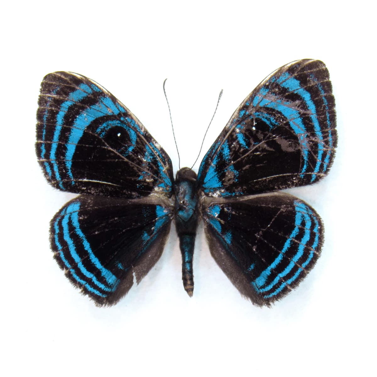 Rare blue Metalmark butterfly framed taxidermy - Mesosemia orbona - minor damage
