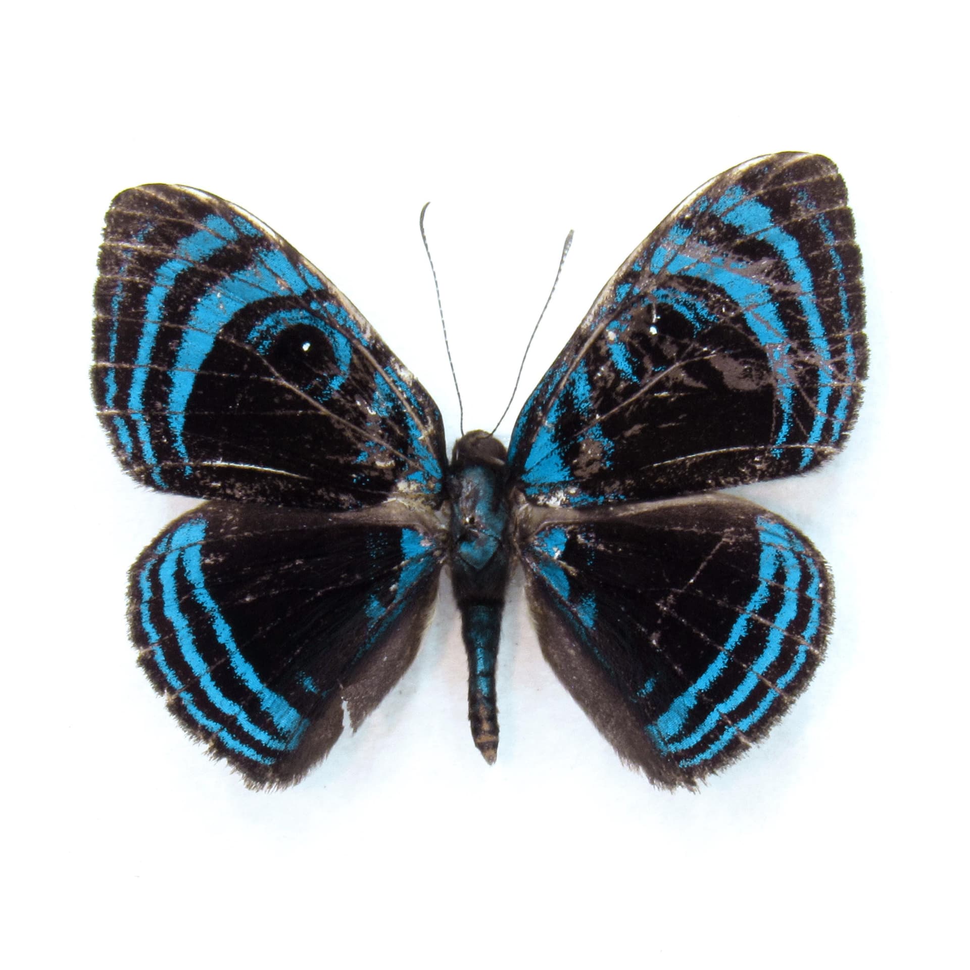 Rare blue Metalmark butterfly framed taxidermy - Mesosemia orbona - minor damage