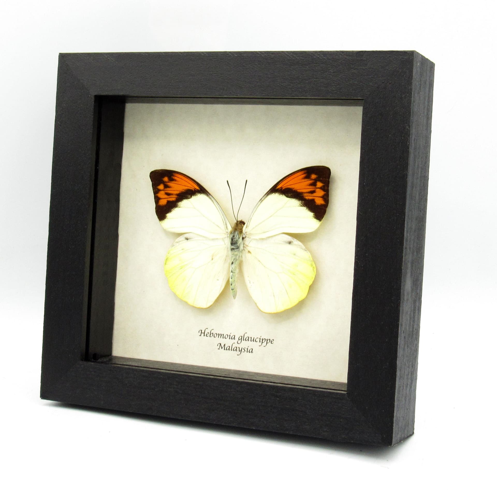 Real Orange Tip butterfly framed taxidermy - Hebomoia glaucippe
