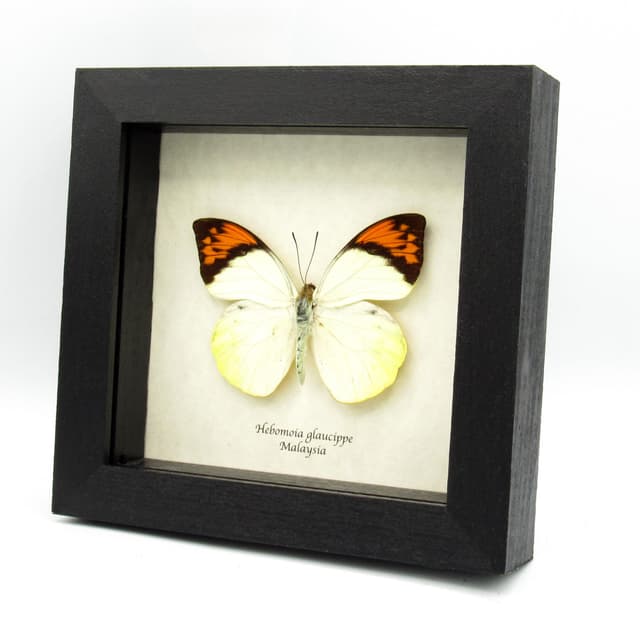 Real Orange Tip butterfly framed taxidermy - Hebomoia glaucippe