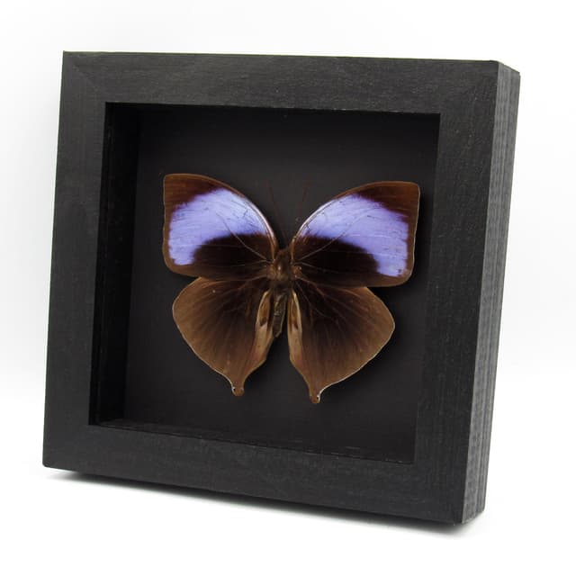 Real large purple Koh-i-noor butterfly framed taxidermy - Amathuxidia amythaon