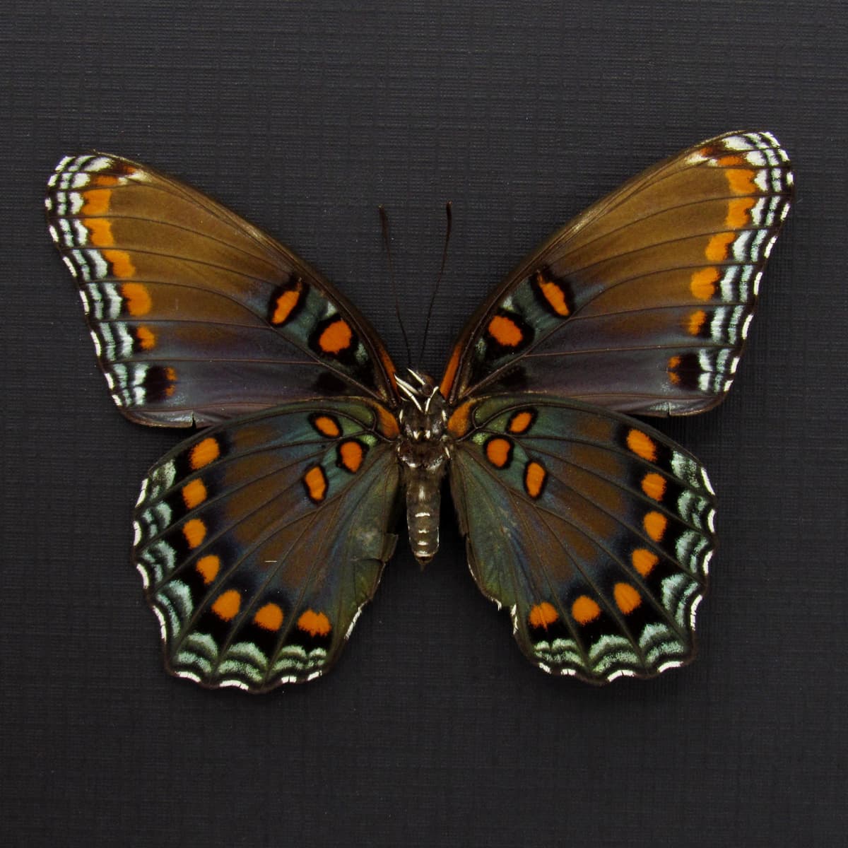 Large female "Red-spotted Purple" butterfly framed taxidermy - Limenitis arthemis astyanax