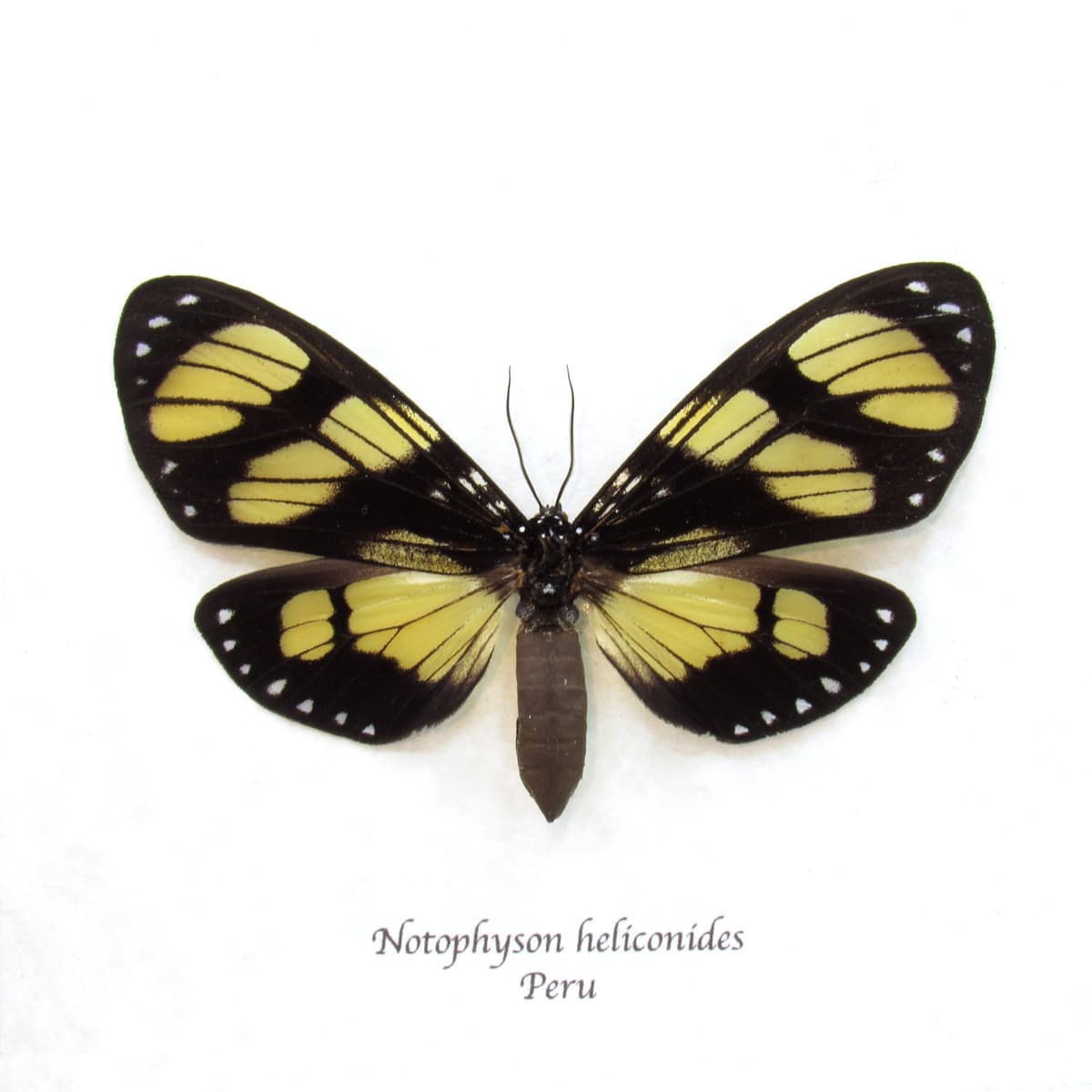 Rare butterfly mimic Tiger moth framed taxidermy - Notophyson heliconides