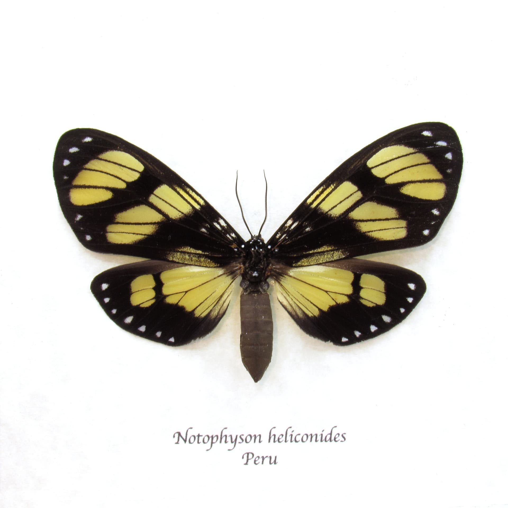 Rare butterfly mimic Tiger moth framed taxidermy - Notophyson heliconides