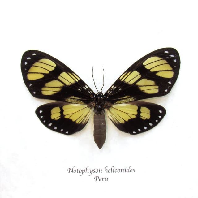 Rare butterfly mimic Tiger moth framed taxidermy - Notophyson heliconides