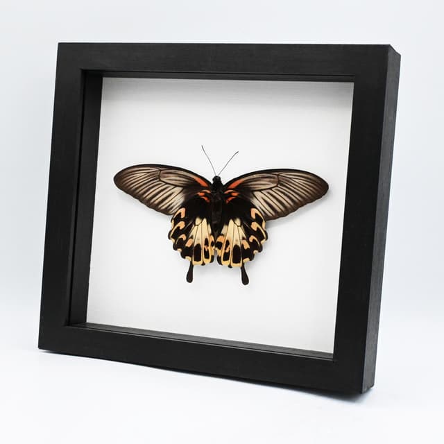Rare Giant Swallowtail butterfly framed taxidermy - Papilio deiphobus - female - Victorian mount
