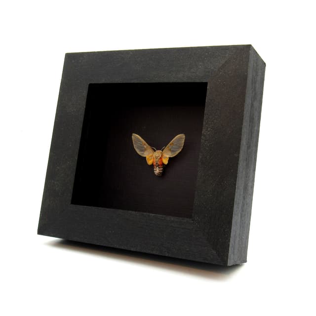 Rare Erebid moth framed taxidermy - Balacra elegans