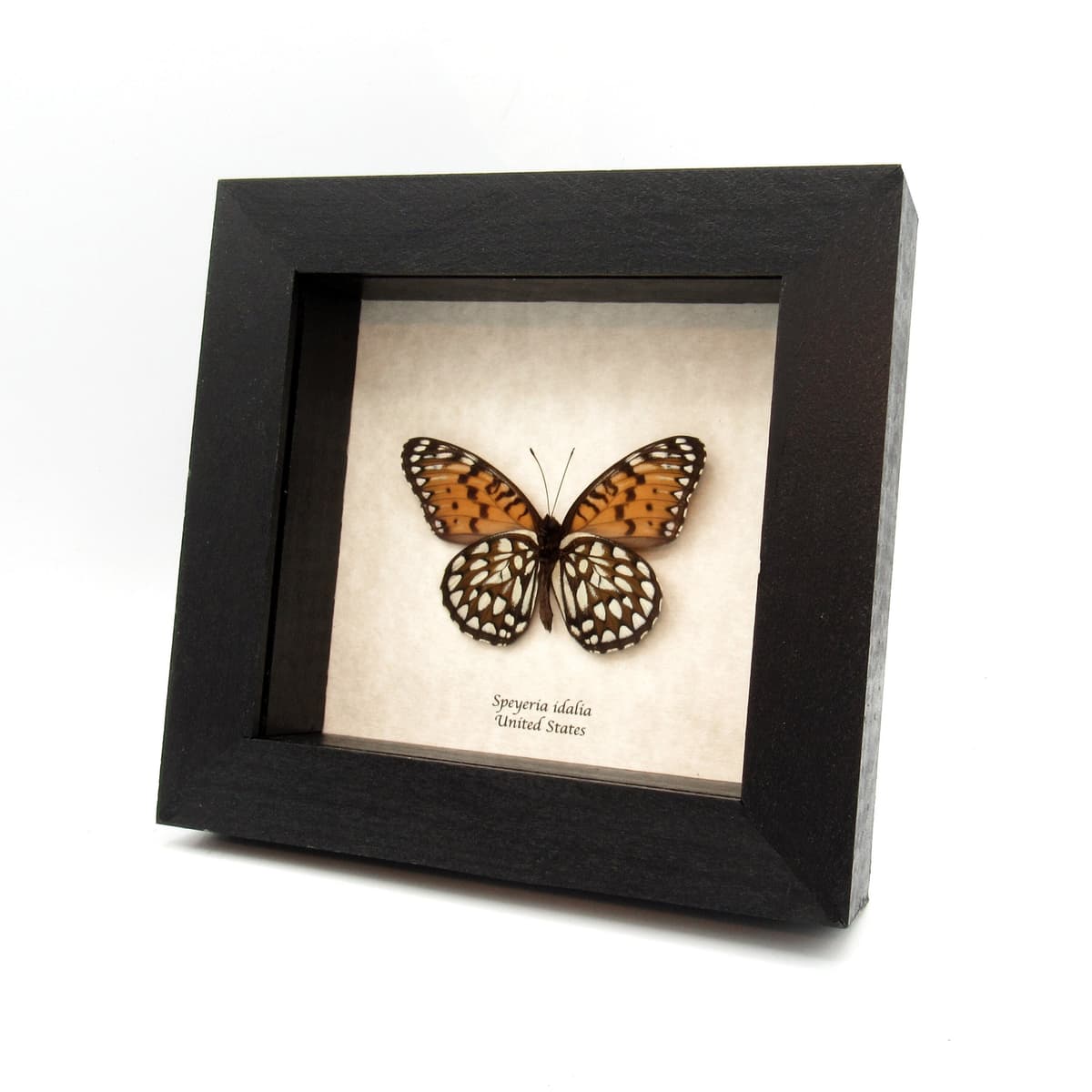 Rare Regal Fritillary butterfly framed taxidermy - Speyeria idalia