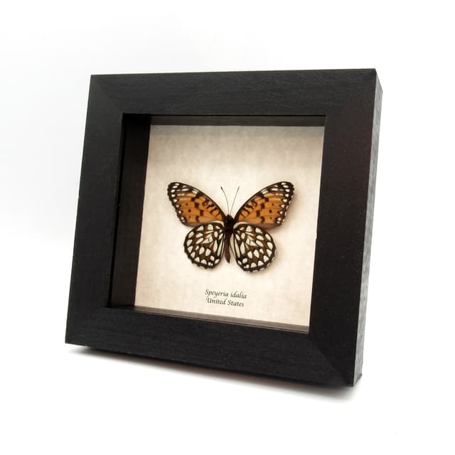 Rare Regal Fritillary butterfly framed taxidermy - Speyeria idalia