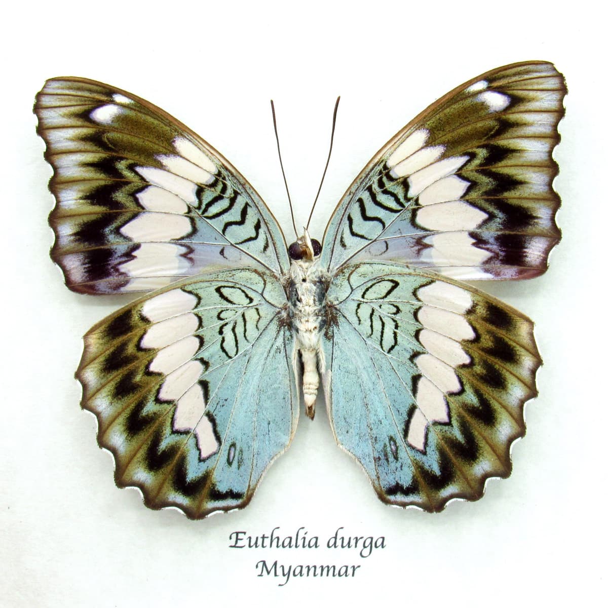 Rare real Blue Duke butterfly framed specimen - Euthalia durga