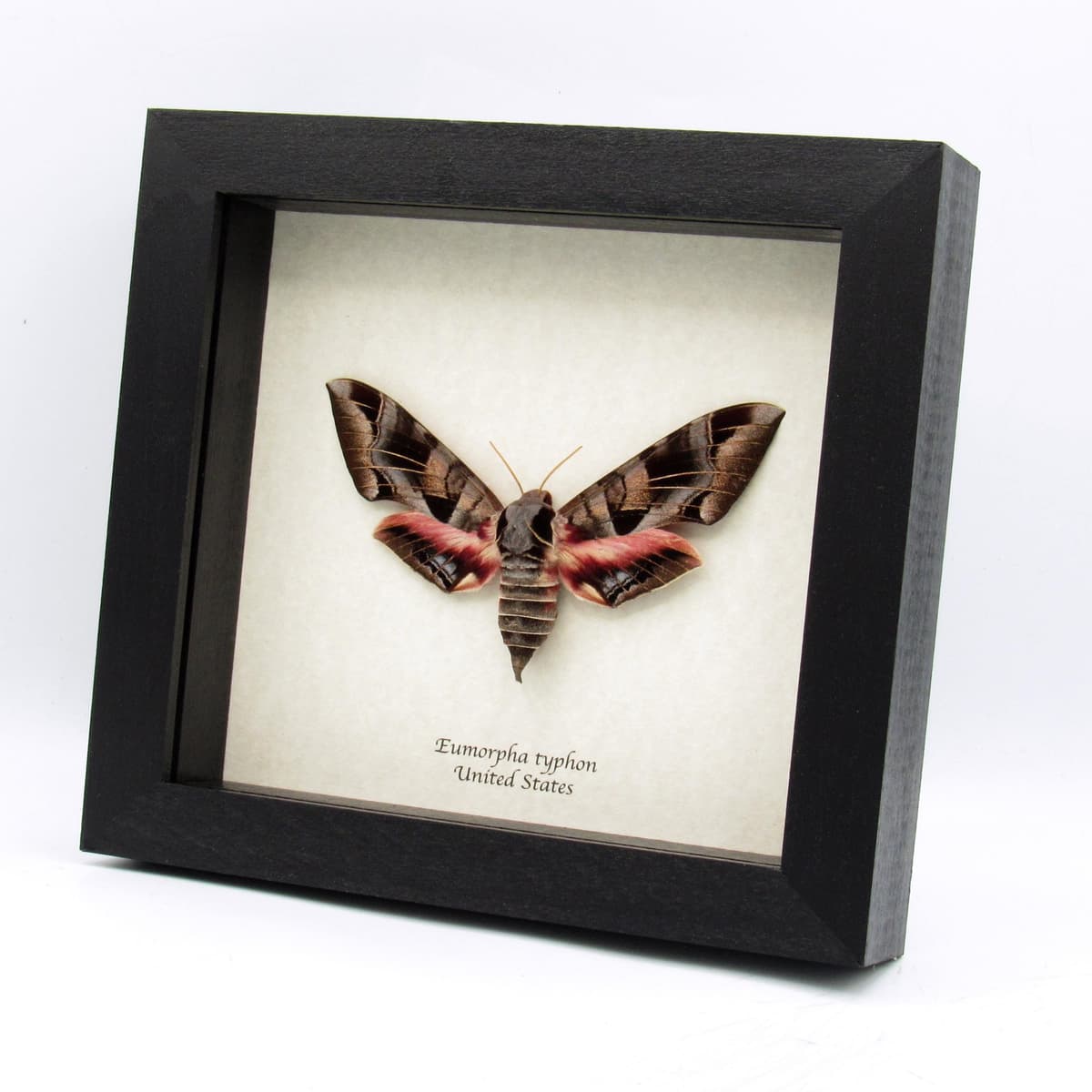 Giant Typhon sphinx moth framed taxidermy - Eumorpha typhon - XL female