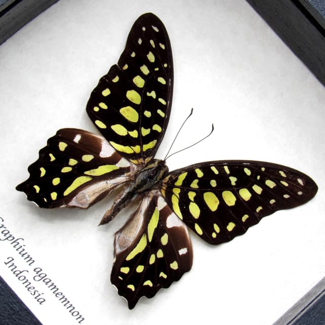 Real green Tailed Jay butterfly framed taxidermy - Graphium agamemnon