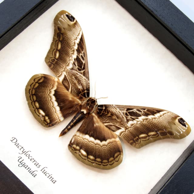 Real large moth framed taxidermy - Dactyloceras lucina