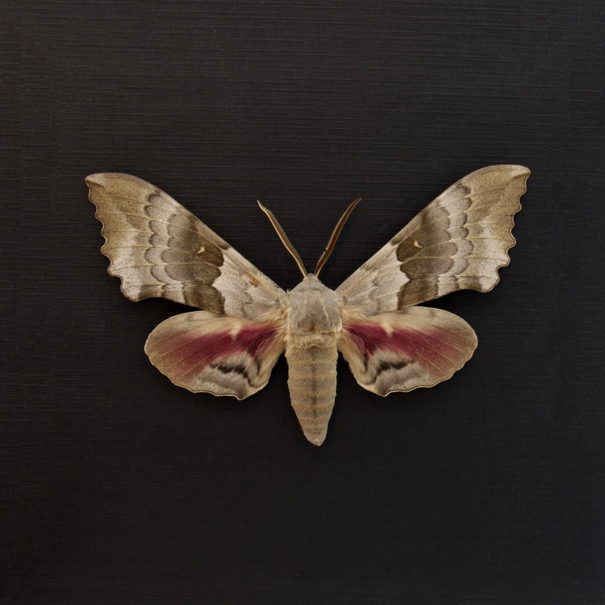 Real Western Big Poplar Sphinx framed taxidermy - Pachysphinx occidentalis