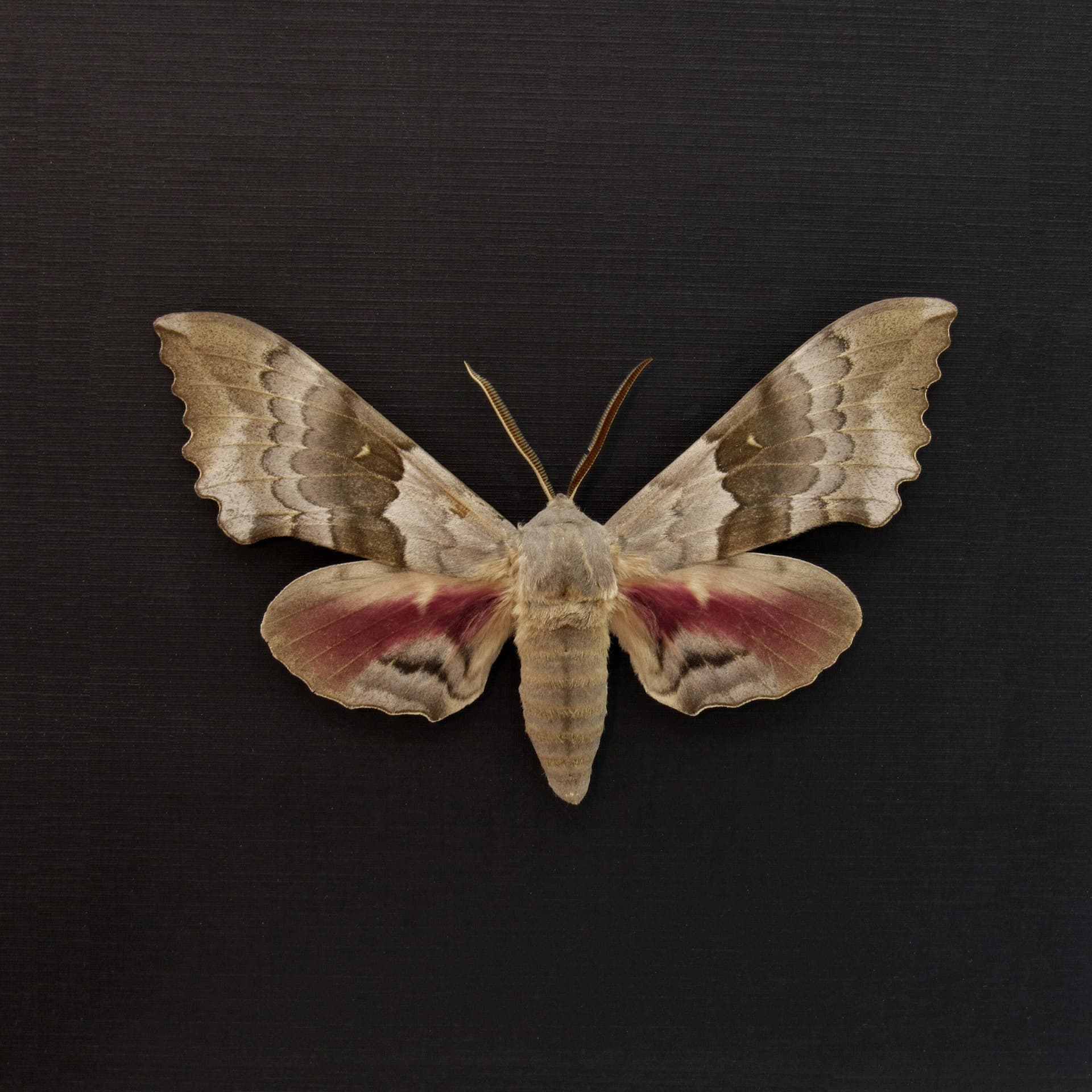Real Western Big Poplar Sphinx framed taxidermy - Pachysphinx occidentalis