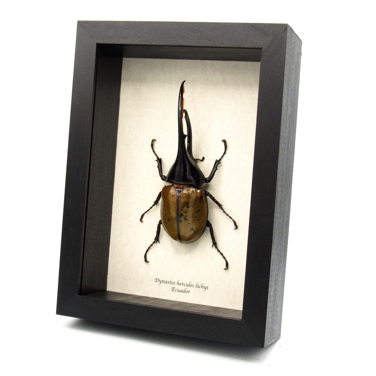 Real XL Hercules Rhinoceros beetle framed - Dynastes hercules lichyi