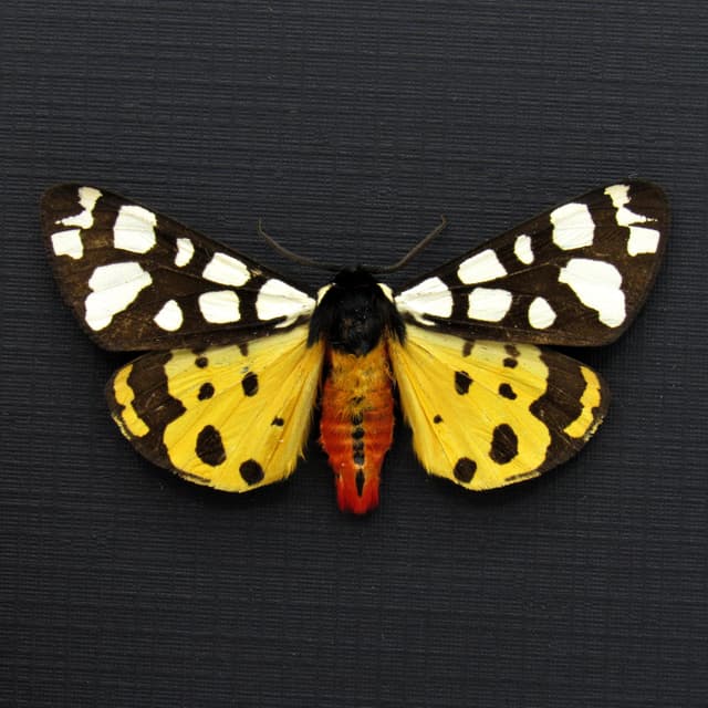 Real Tiger moth framed taxidermy - Arctia villica
