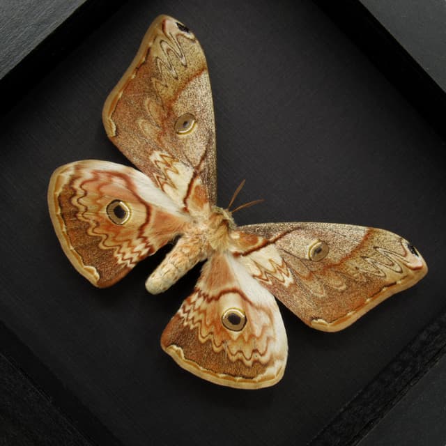 Rare Saturn moth framed taxidermy - Caligula thibeta - large female