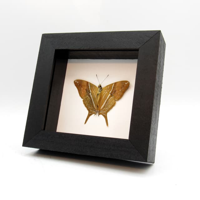 Real framed gold butterfly taxidermy - Marpesia corinna - Victorian mount