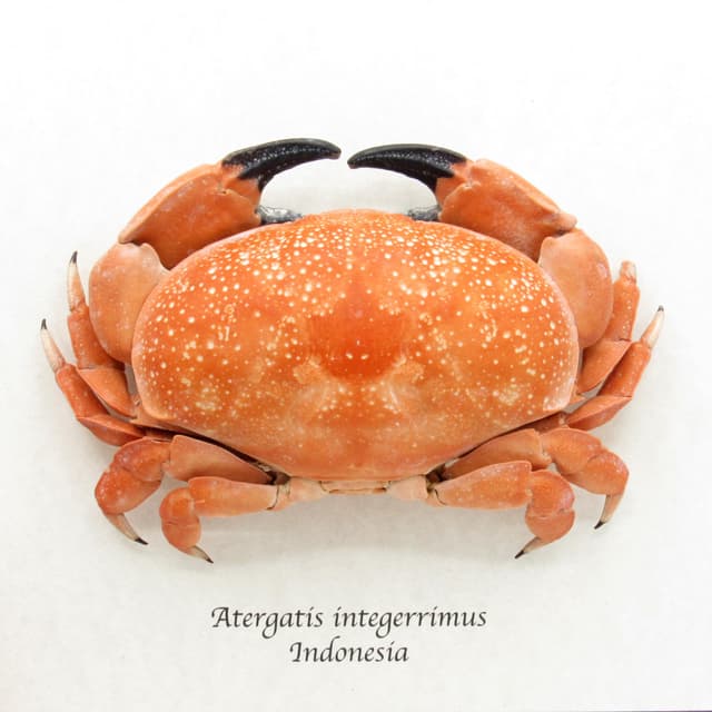 Real Bashful Crab framed taxidermy - Atergatis integerrimus