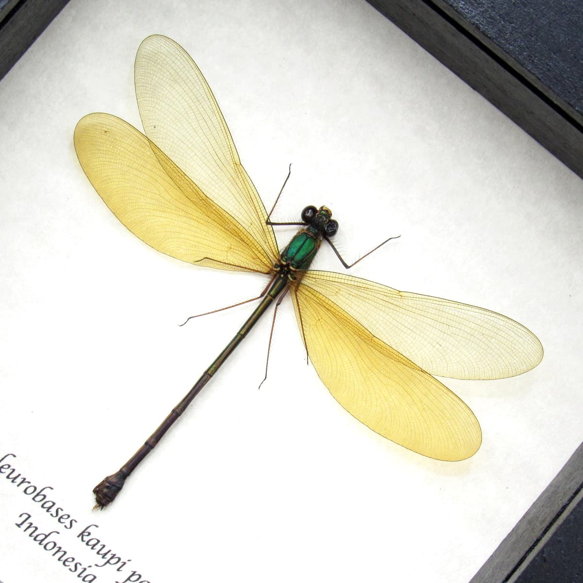 Real large Damselfly Dragonfly framed taxidermy - Neurobases kaupi pavo - female