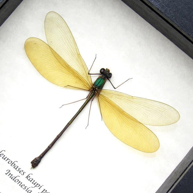 Real large Damselfly Dragonfly framed taxidermy - Neurobases kaupi pavo - female