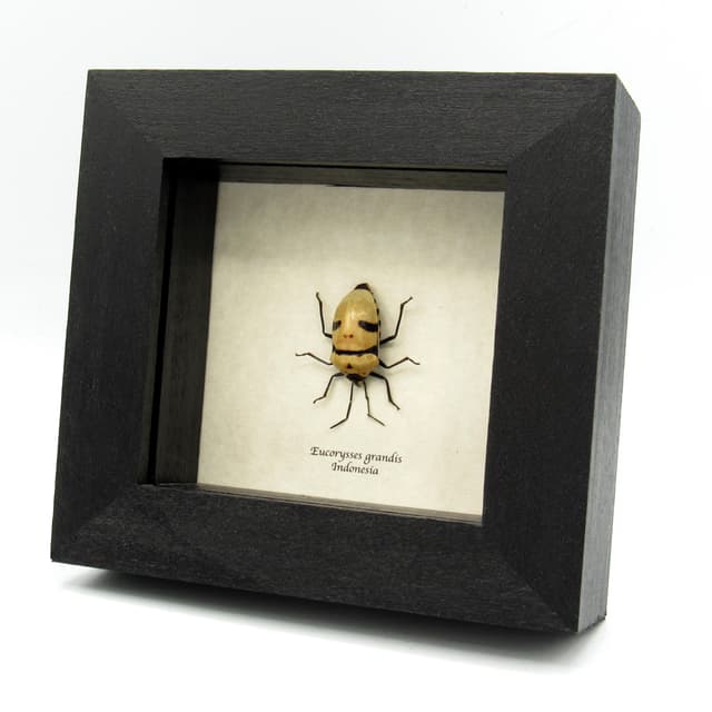 Real bug that looks like a Halloween mask framed taxidermy - Eucorysses grandis