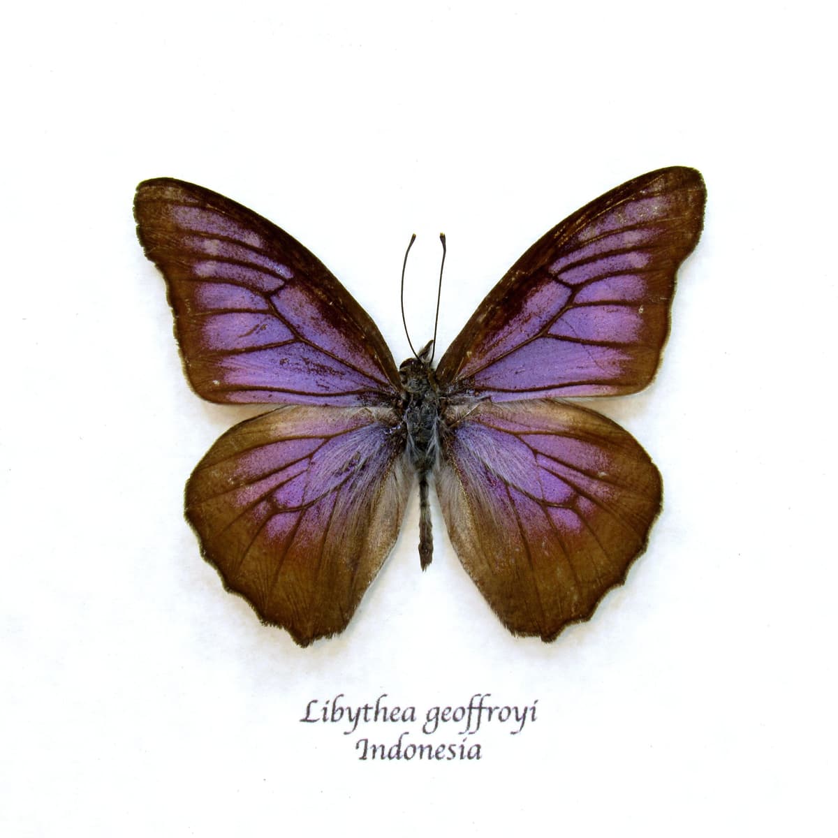 Real Purple Beak butterfly framed taxidermy - Libythea geoffroyi