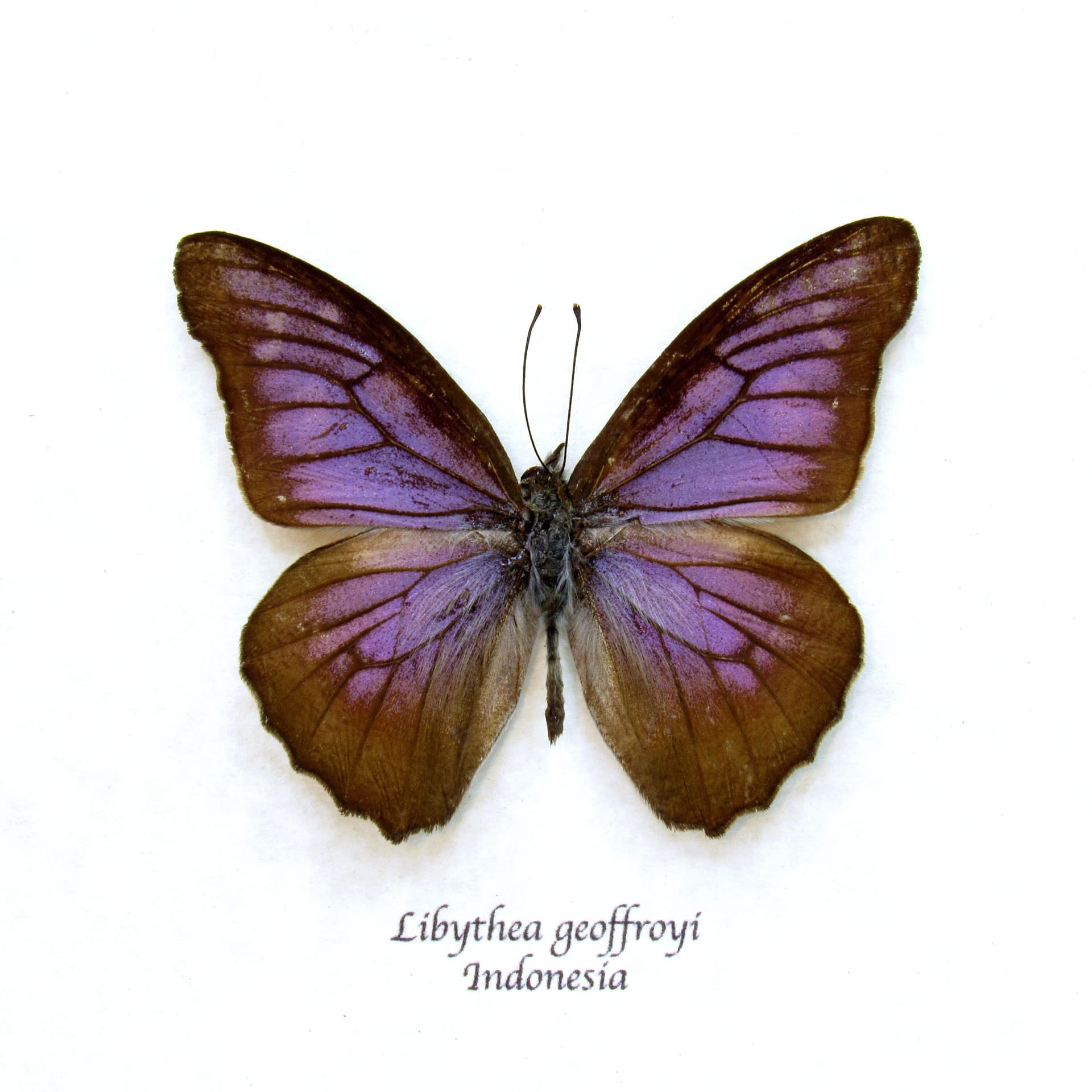 Real Purple Beak butterfly framed taxidermy - Libythea geoffroyi