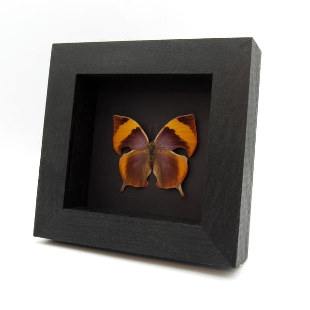 Rare framed taxidermy butterfly - Memphis philumena xenica - female - light form