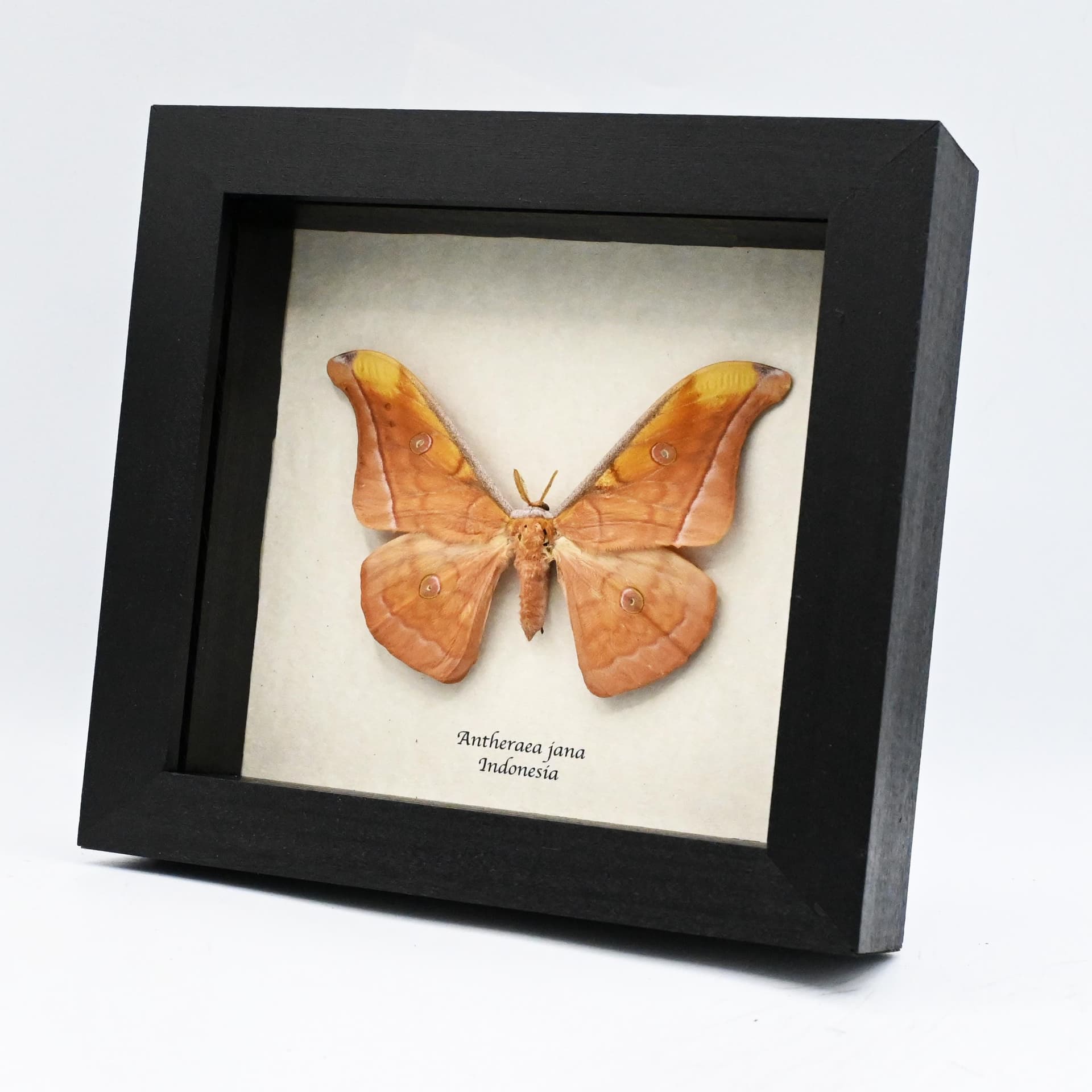 Real peach Saturn moth framed taxidermy - Antheraea jana