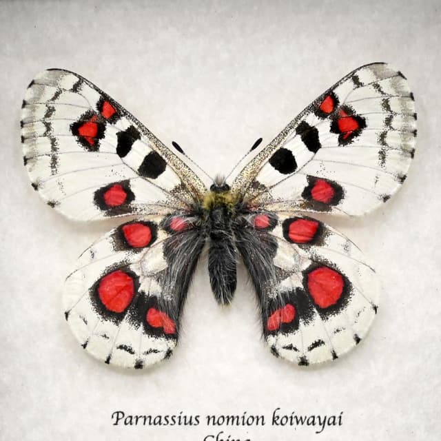 Very rare red Snow Apollo butterfly framed specimen - Parnassius nomion koiwayai - female