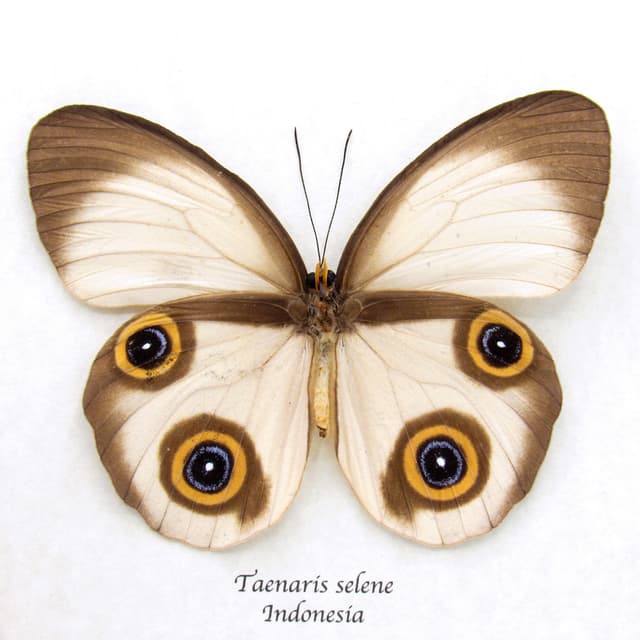 Rare Owl butterfly framed taxidermy - Taenaris selene - large female