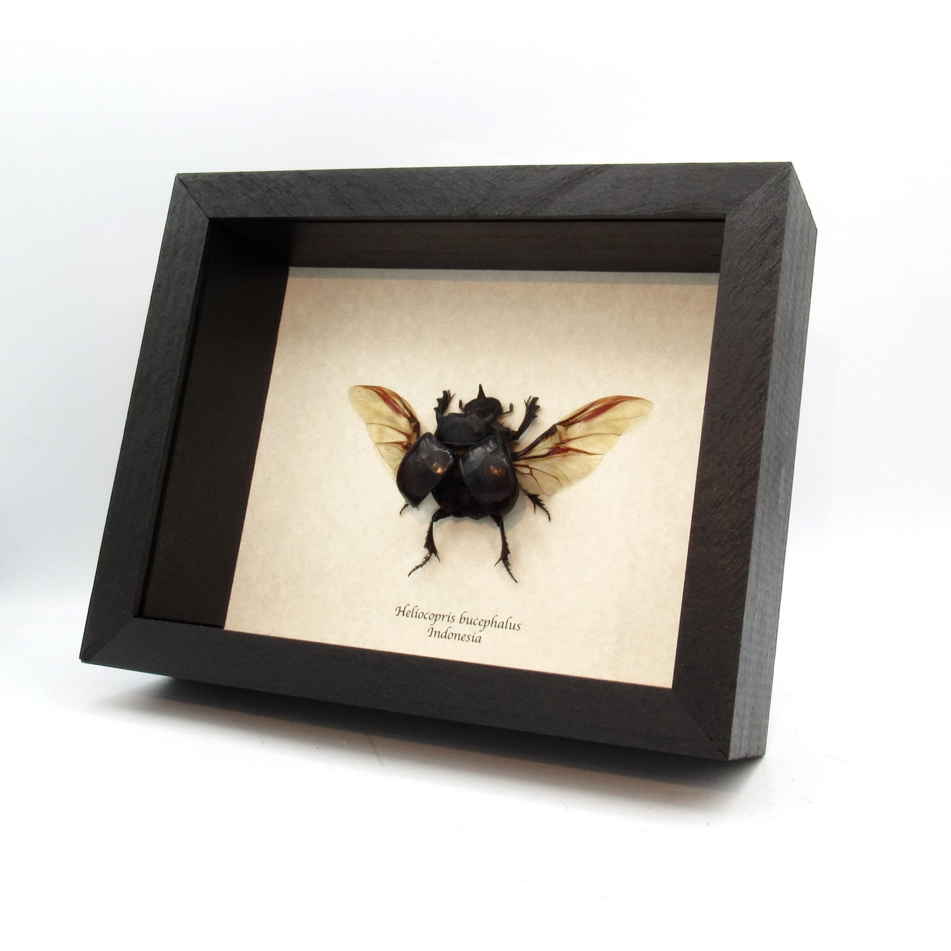 Real XL Dung Beetle framed taxidermy - Heliocopris bucephalus