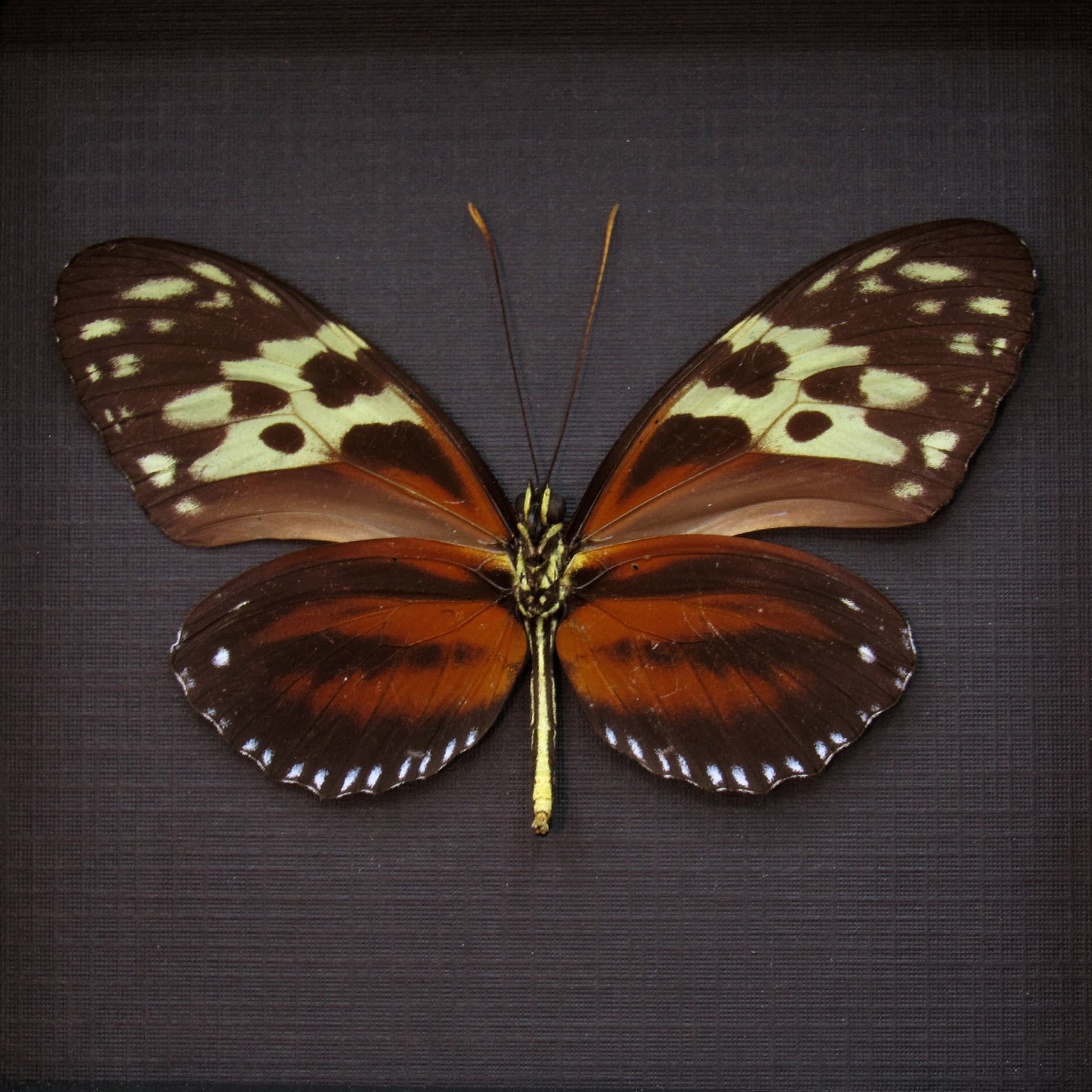 Real Red Hecale Longwing butterfly framed taxidermy - Heliconius hecale zuleika - female