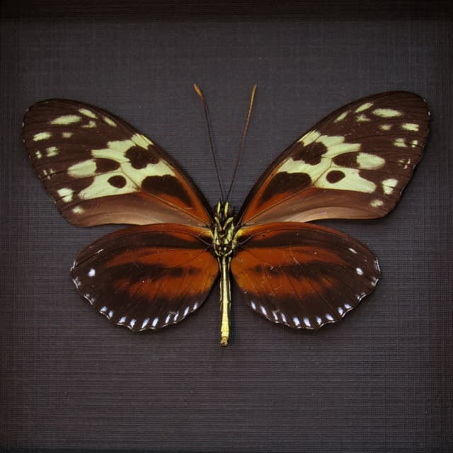 Real Red Hecale Longwing butterfly framed taxidermy - Heliconius hecale zuleika - female