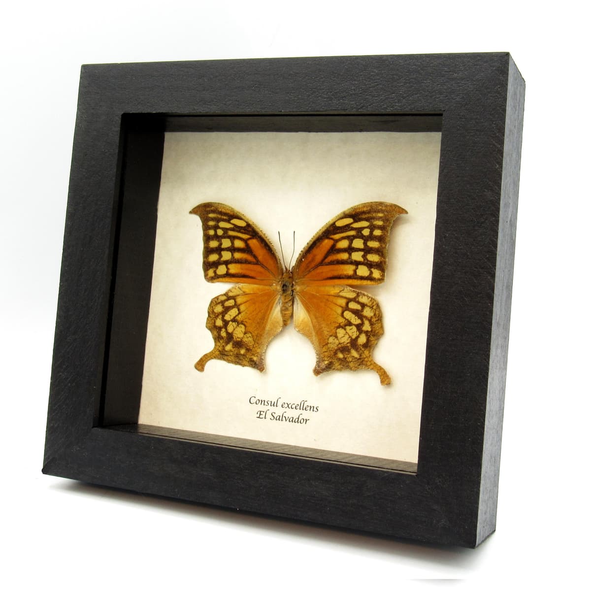 Rare orange butterfly framed taxidermy - Consul excellens - female