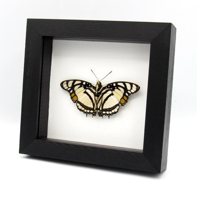 Real White Charaxes butterfly framed taxidermy - Charaxes nobilis - Victorian mount