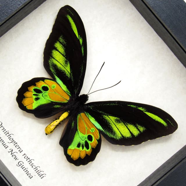 Real Golden Birdwing butterfly framed taxidermy - Ornithoptera rothschildi