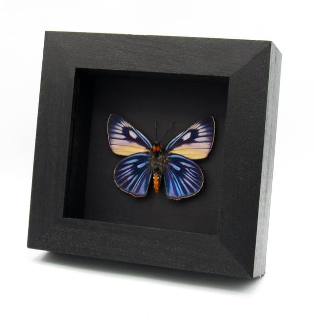 Rare Giant Blue Skipper butterfly framed taxidermy - Burara imperialis - large female