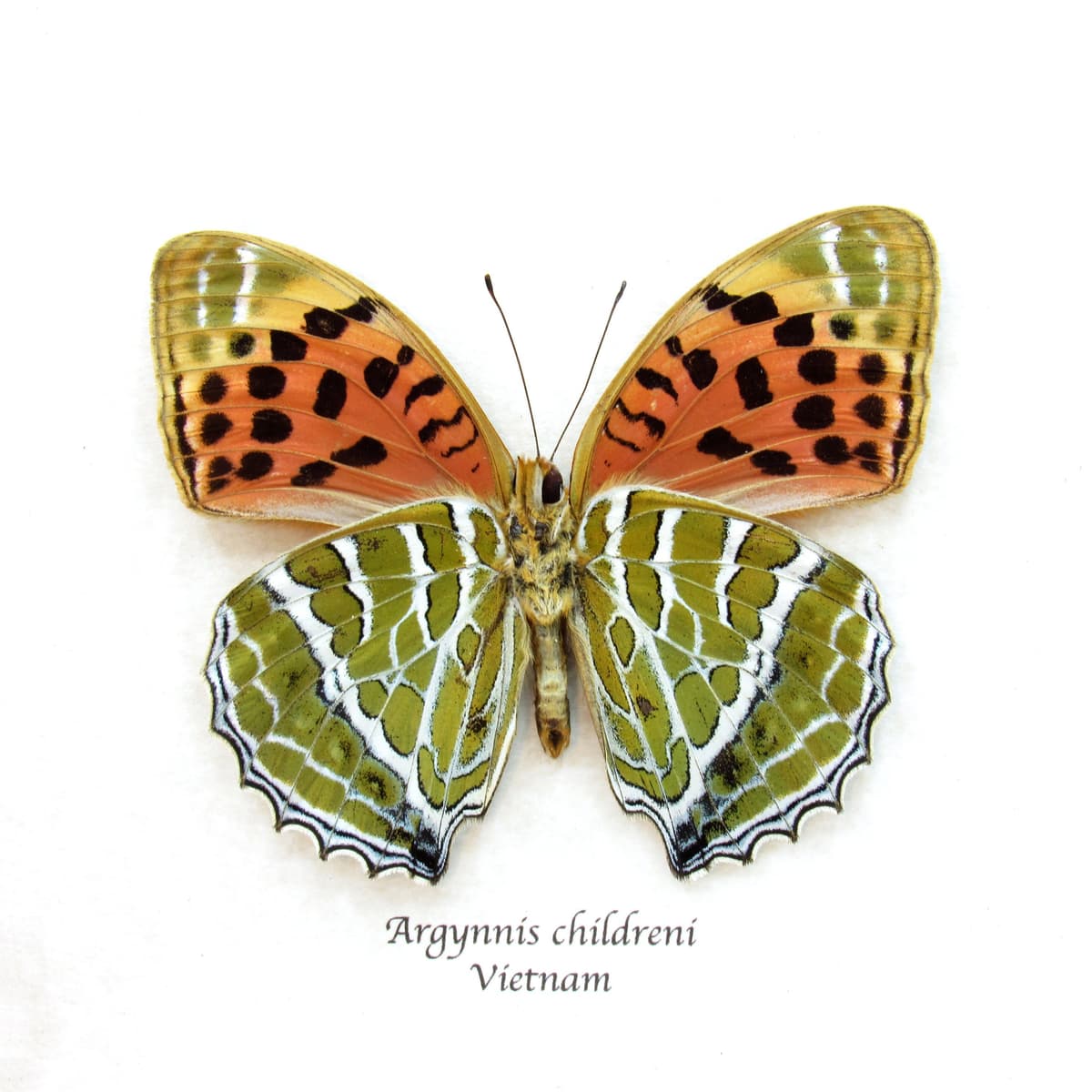 Real Large Silverstripe butterfly framed - Argynnis childreni